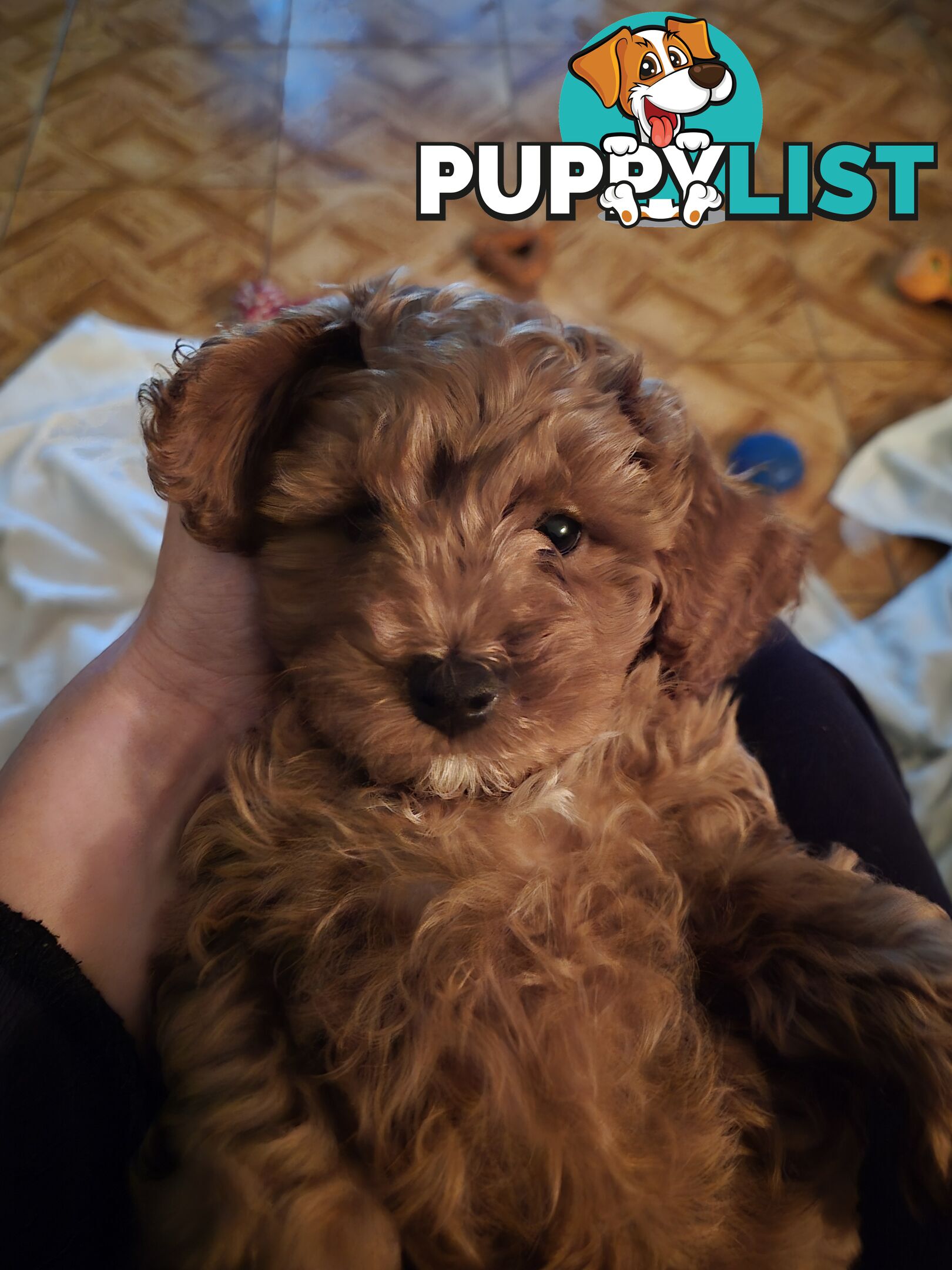 Cavoodle puppies for sale 8 weeks old now