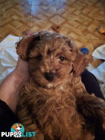 Cavoodle puppies for sale 8 weeks old now