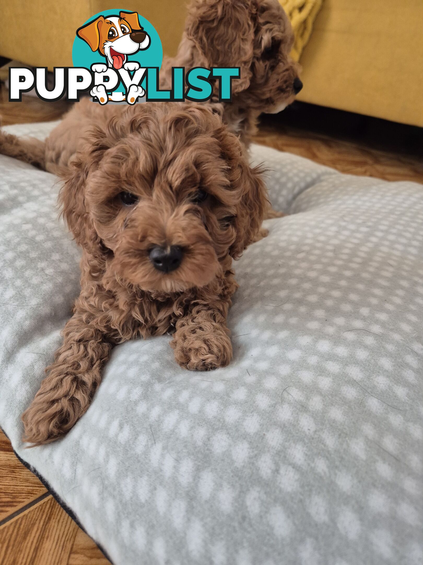 Cavoodle puppies for sale 8 weeks old now
