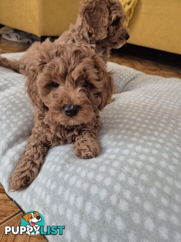 Cavoodle puppies for sale