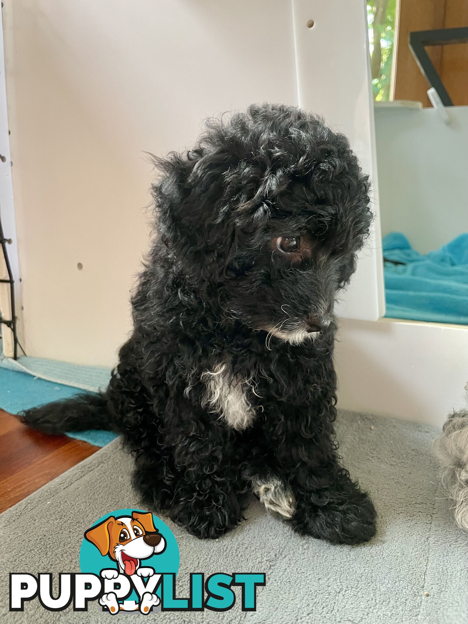 Female Poodle Cross - available now