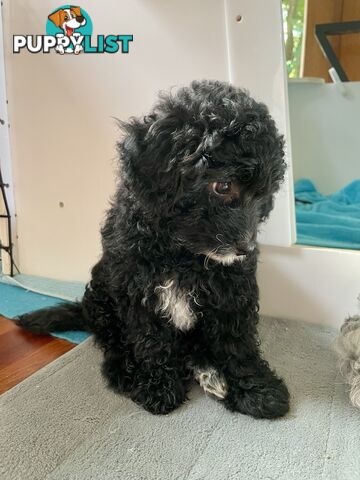 Female Poodle Cross - available now