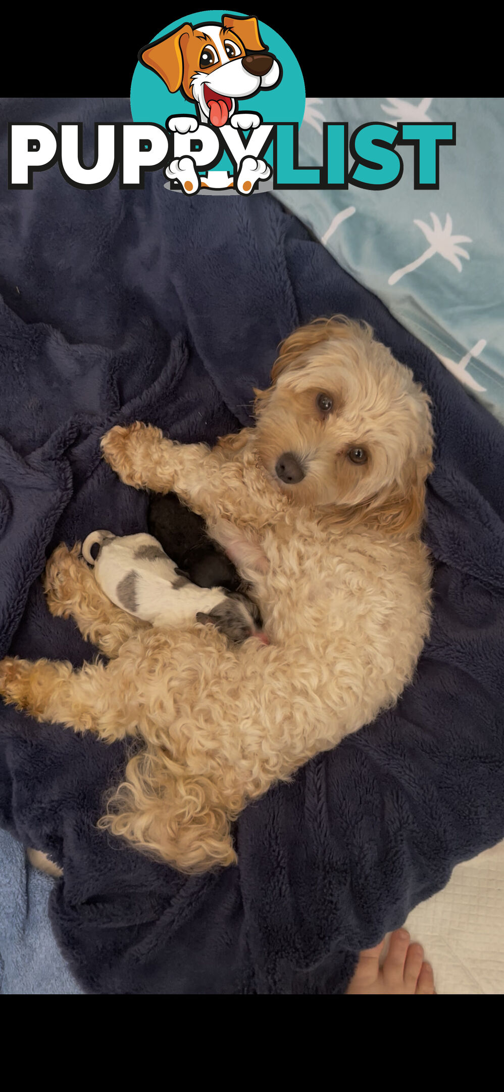 Female Poodle Cross - available now