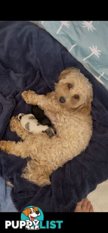 Female Poodle Cross - available now