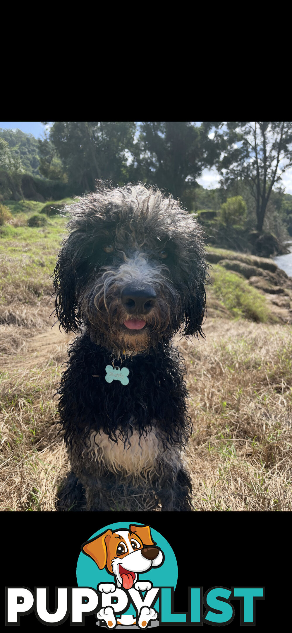 Female Poodle Cross - available now