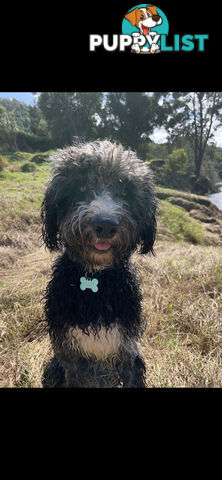 Female Poodle Cross - available now