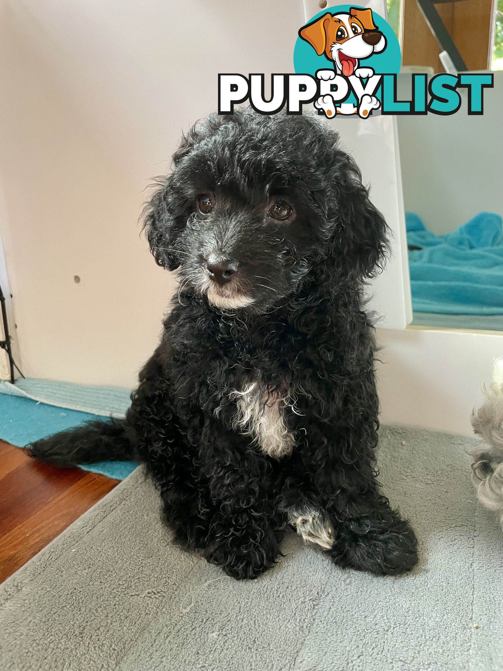 Female Poodle Cross - available now