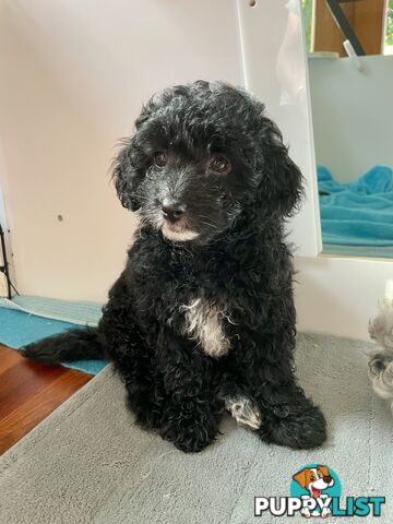 Female Poodle Cross - available now