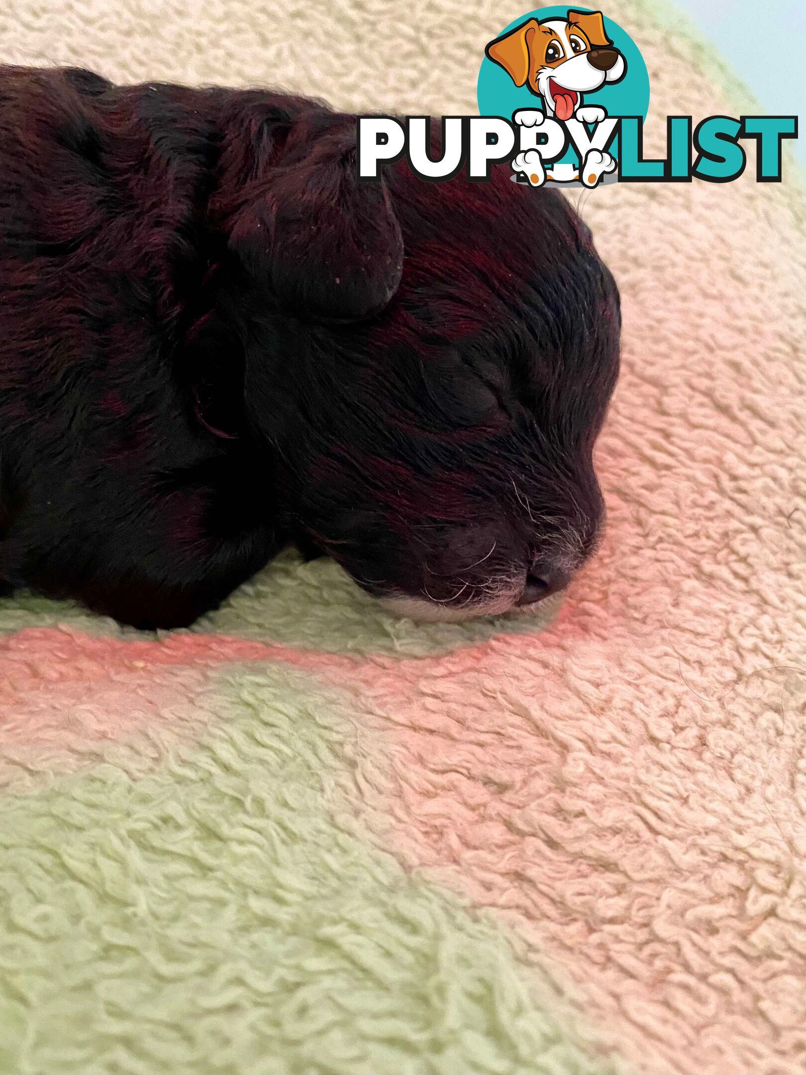 Female Poodle Cross - available now