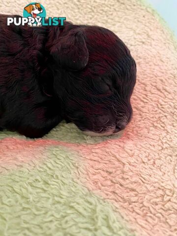 Female Poodle Cross - available now