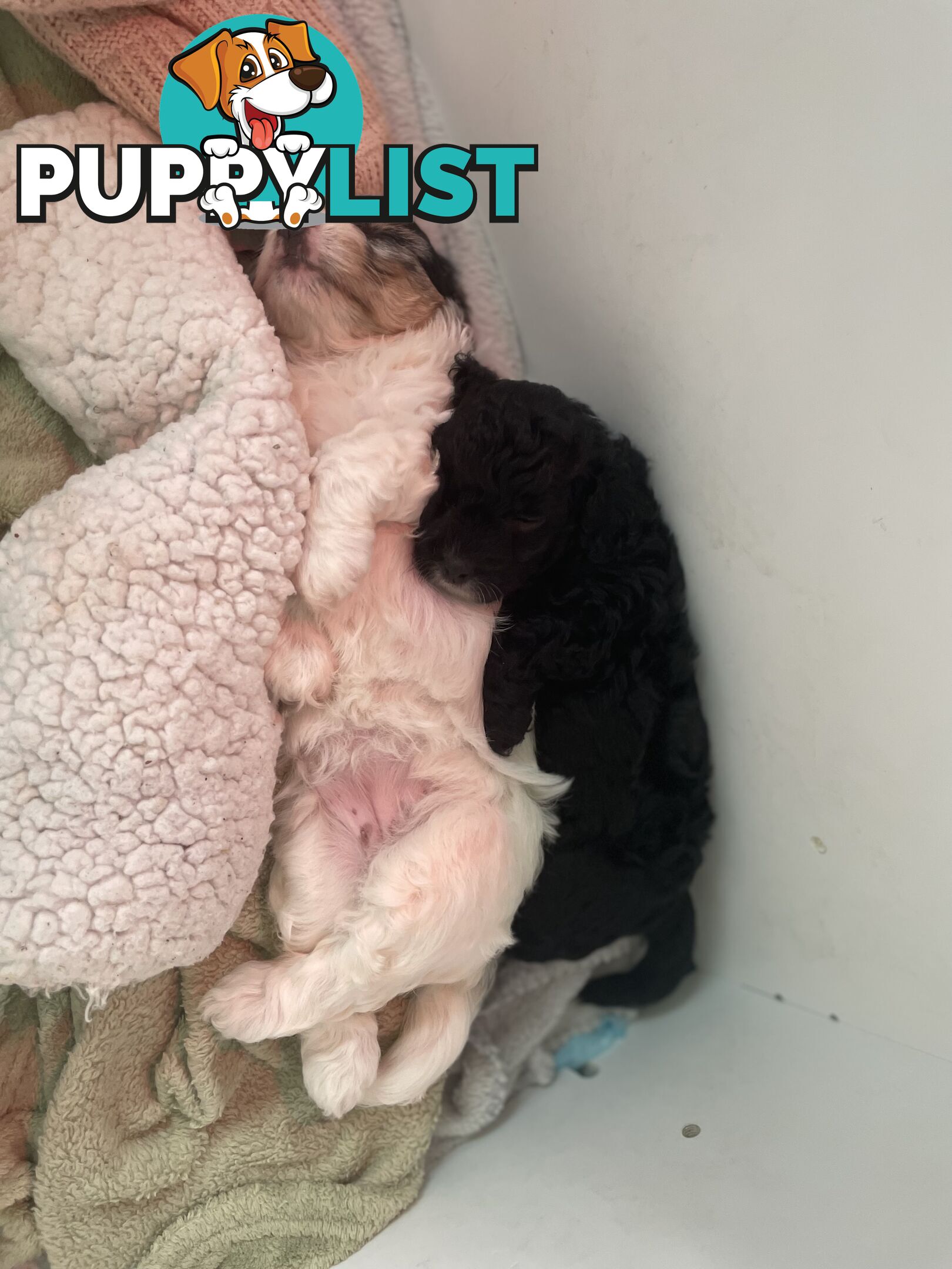 Female Poodle Cross - available now