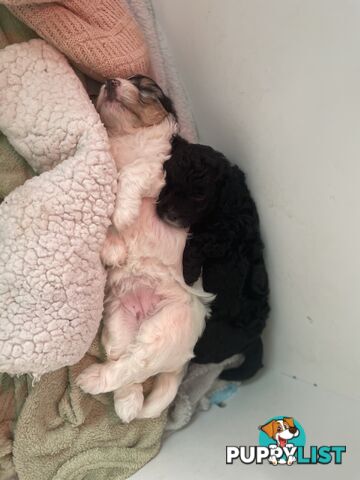 Female Poodle Cross - available now