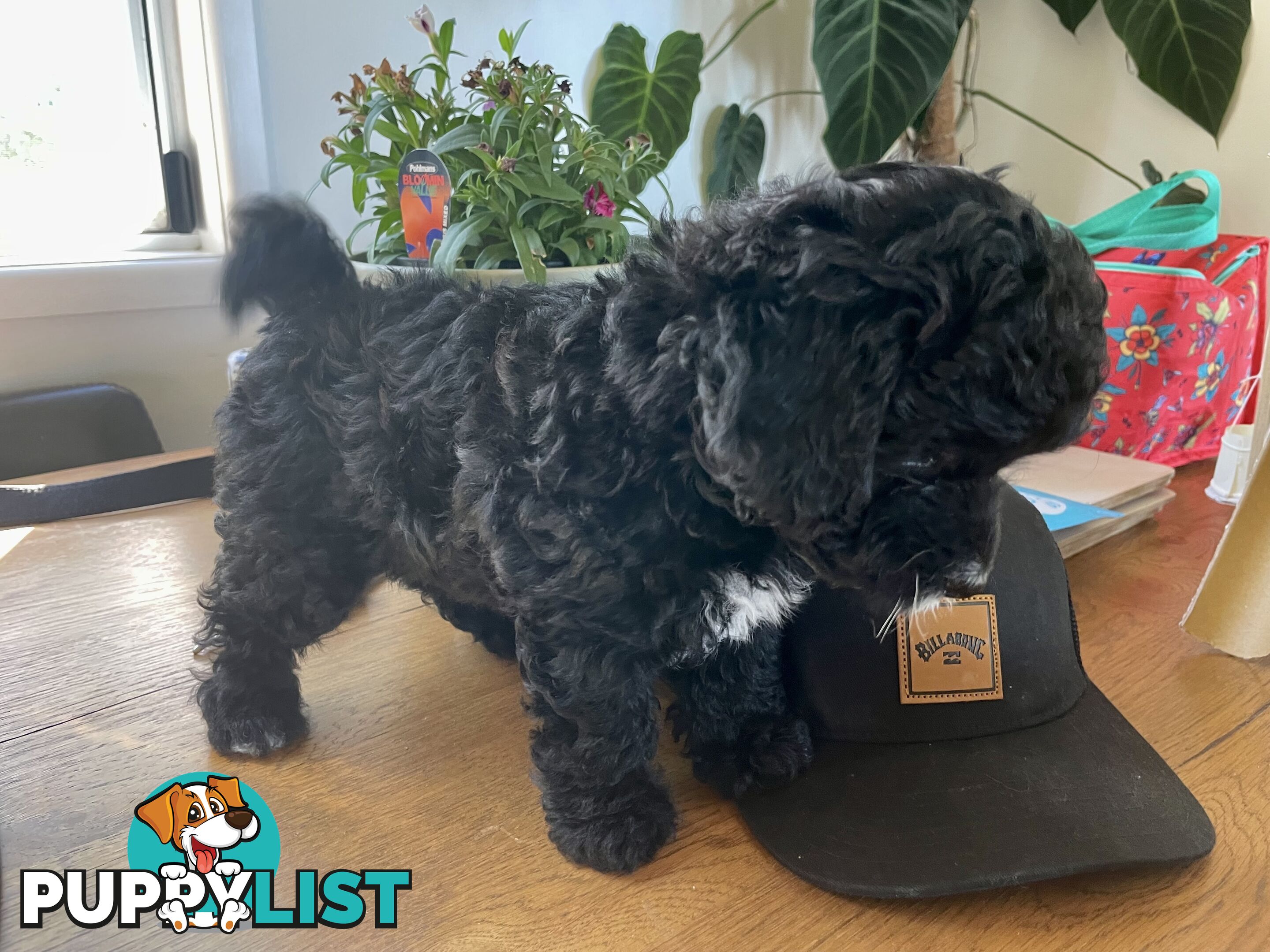 Female Poodle Cross - available now