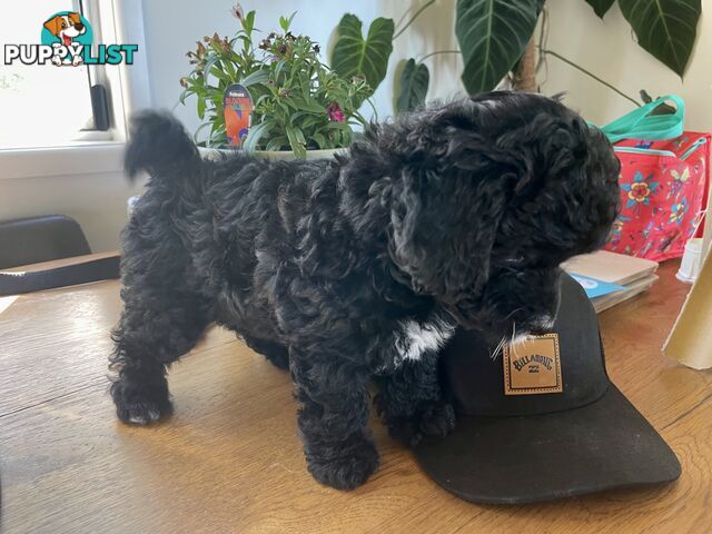 Female Poodle Cross - available now