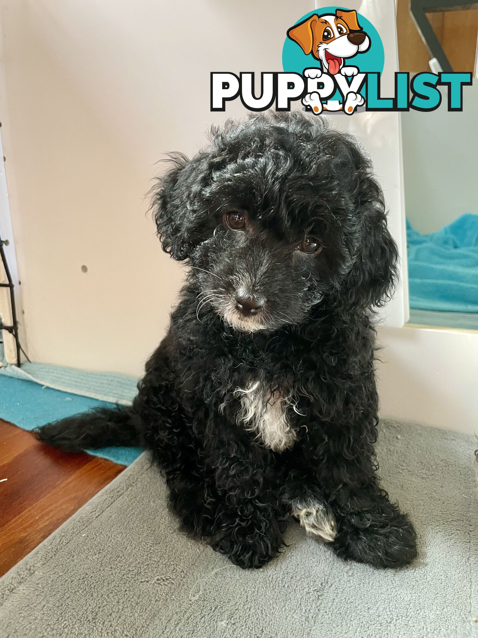 Female Poodle Cross - available now