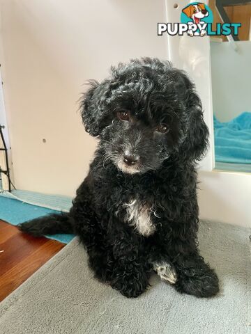 Female Poodle Cross - available now