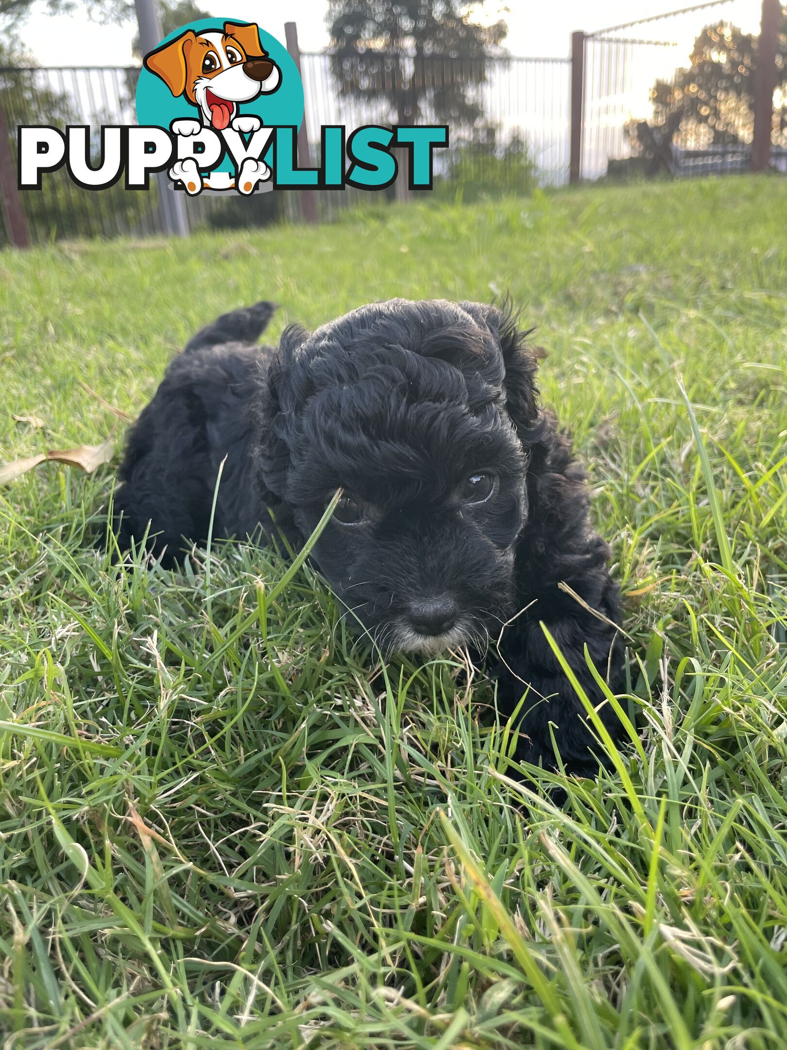 Female Poodle Cross - available now