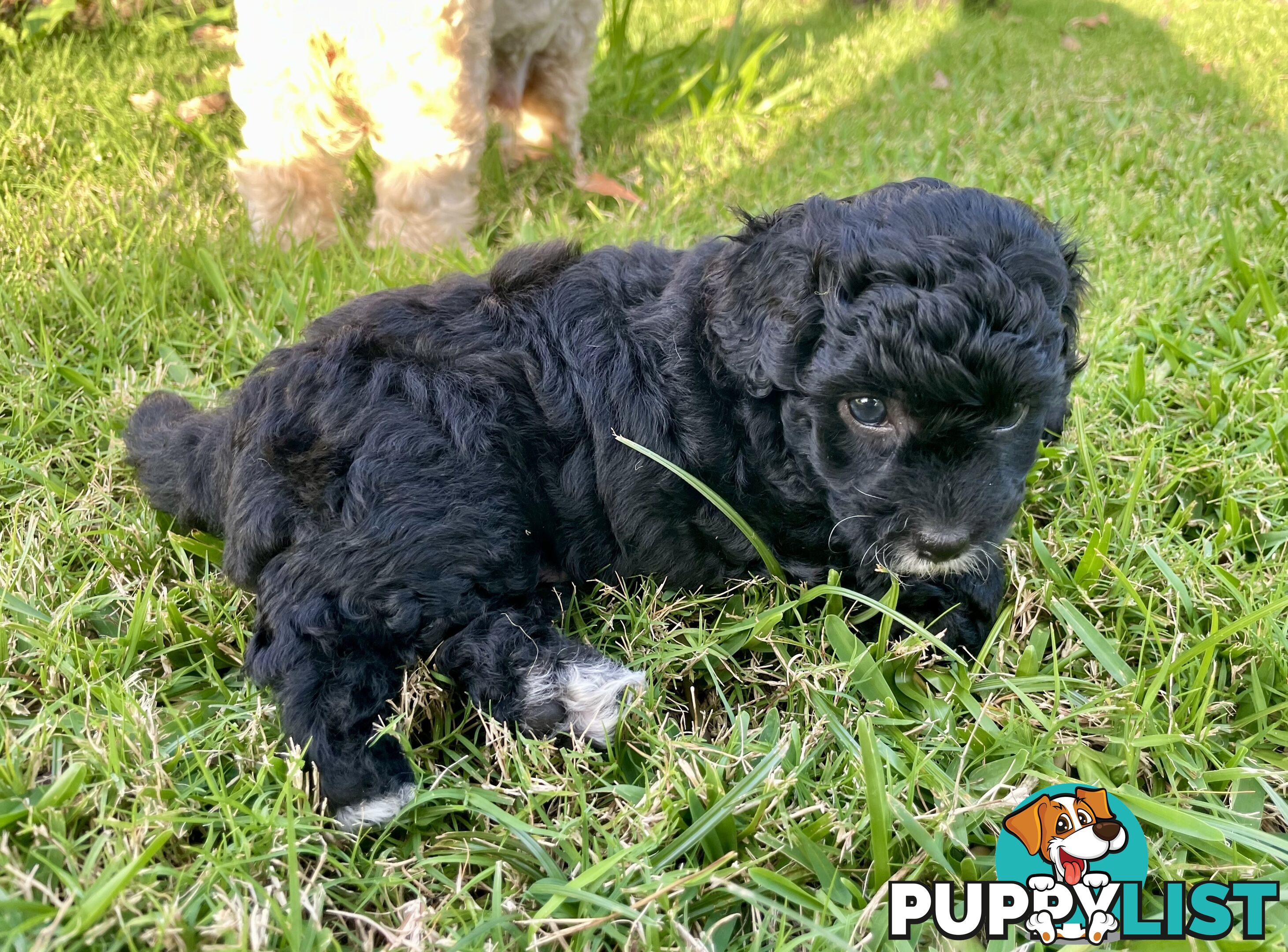 Female Poodle Cross - available now