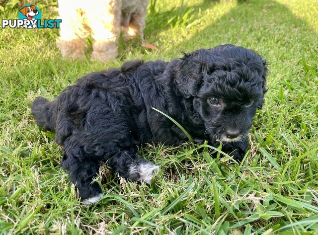 Female Poodle Cross - available now
