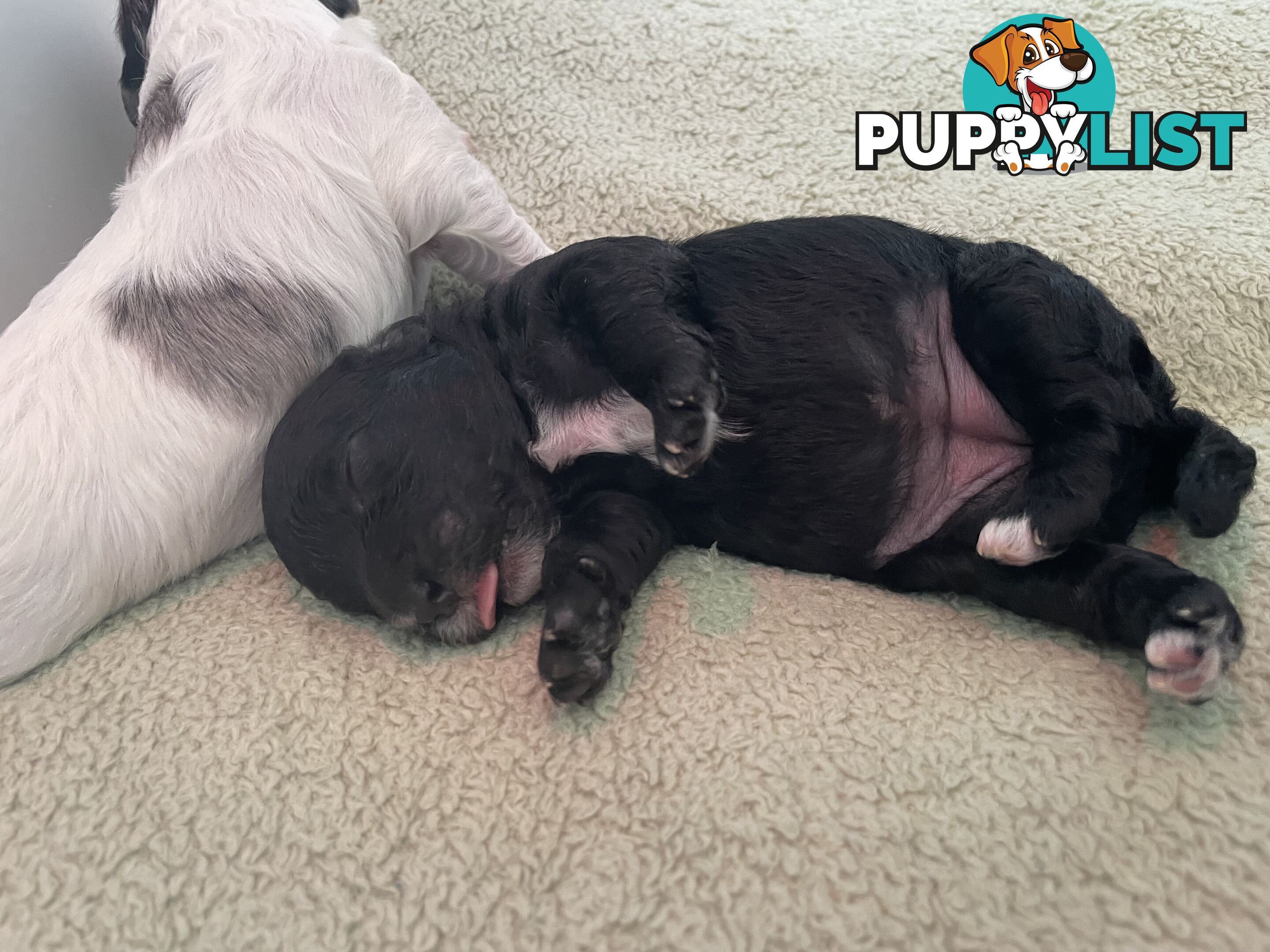 Female Poodle Cross - available now