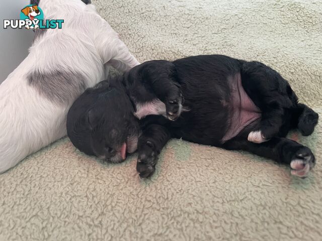 Female Poodle Cross - available now
