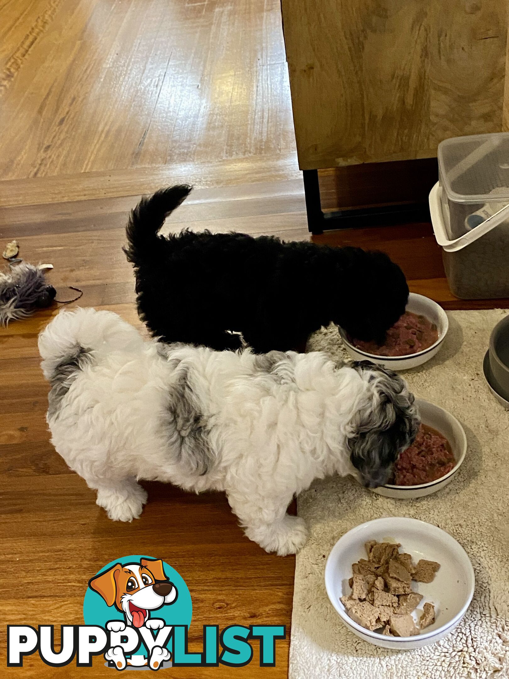 Female Poodle Cross - available now