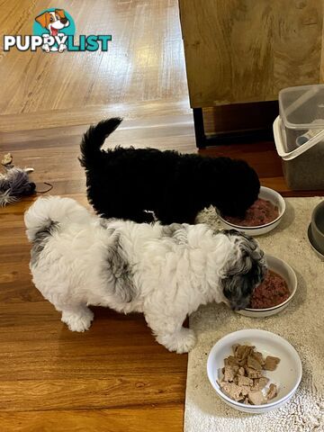 Female Poodle Cross - available now