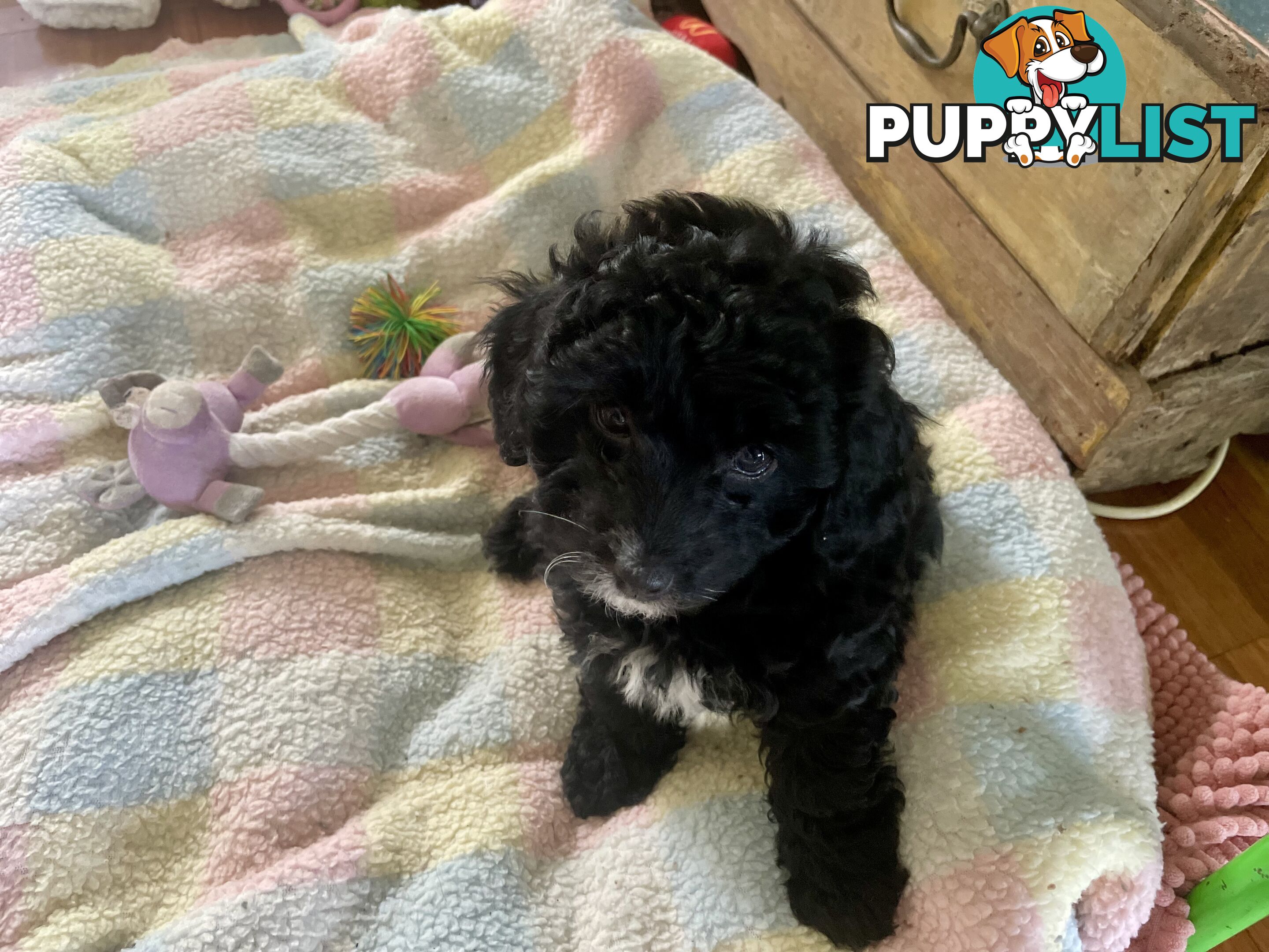 Female Poodle Cross - available now