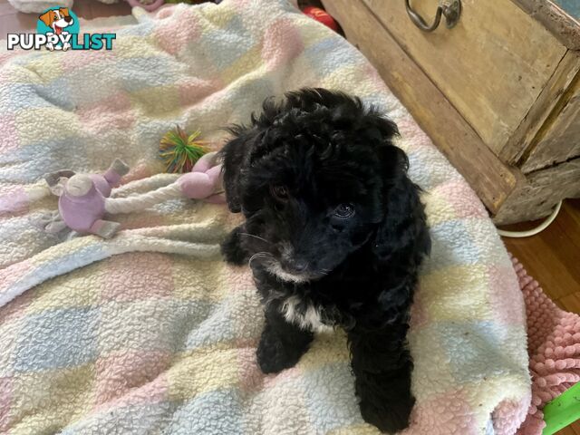 Female Poodle Cross - available now