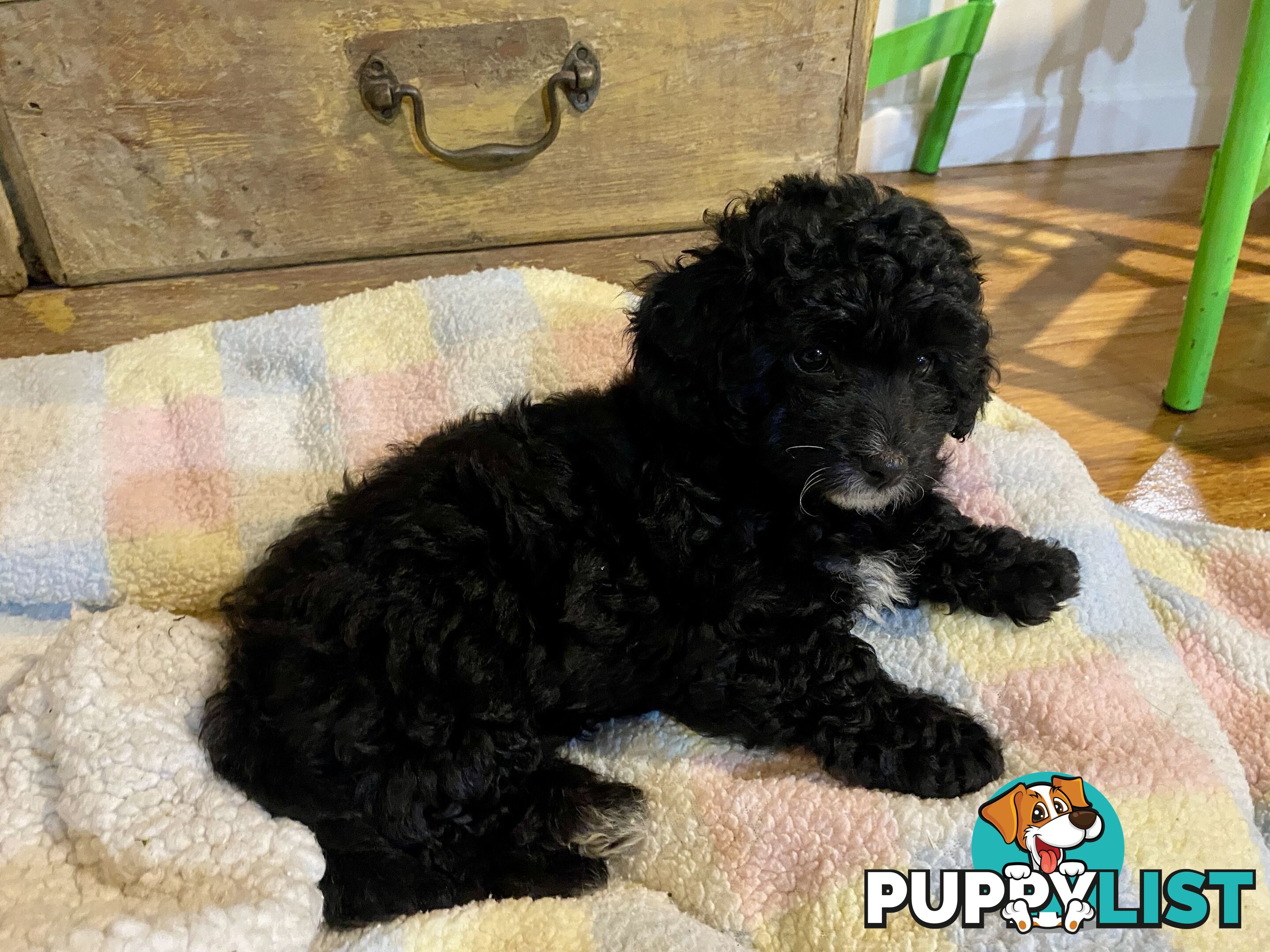 Female Poodle Cross - available now