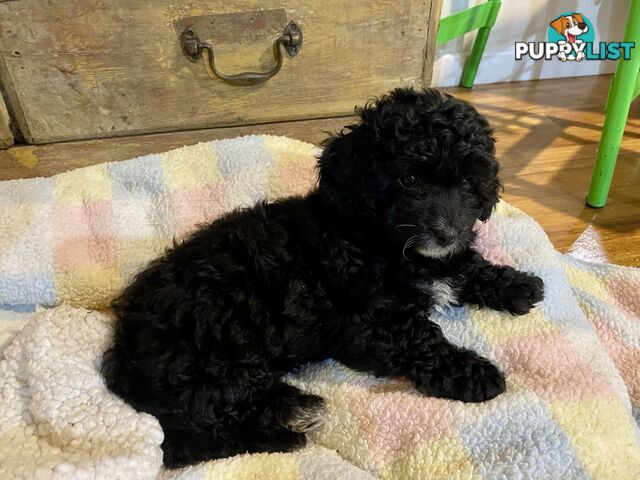 Female Poodle Cross - available now