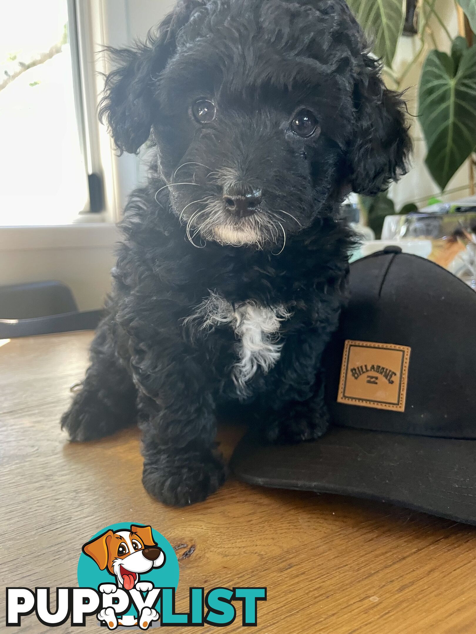 Female Poodle Cross - available now