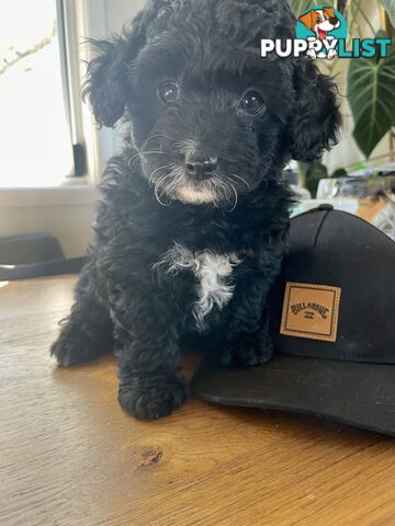 Female Poodle Cross - available now