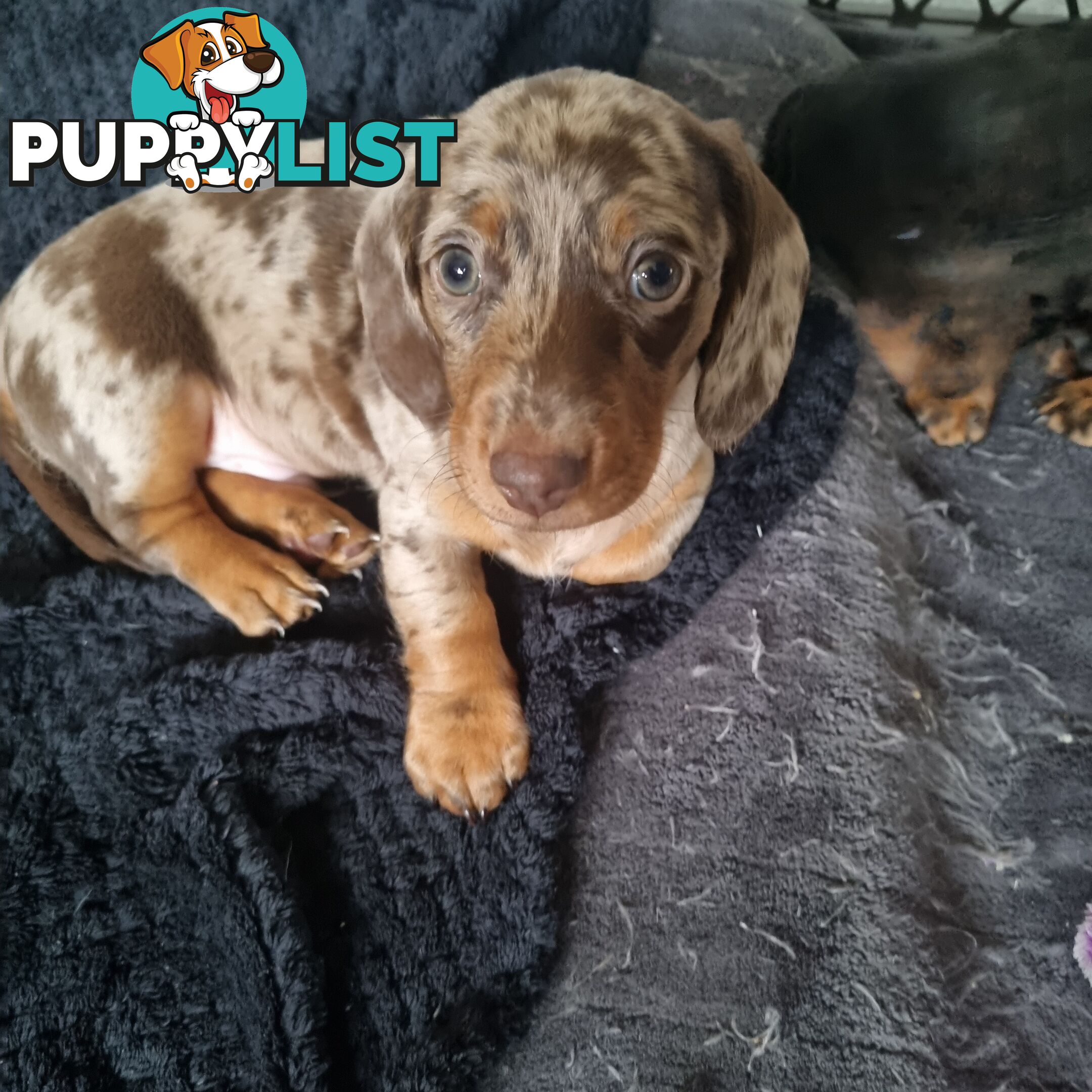 Miniature Dachshunds