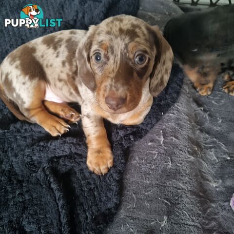 Miniature Dachshunds