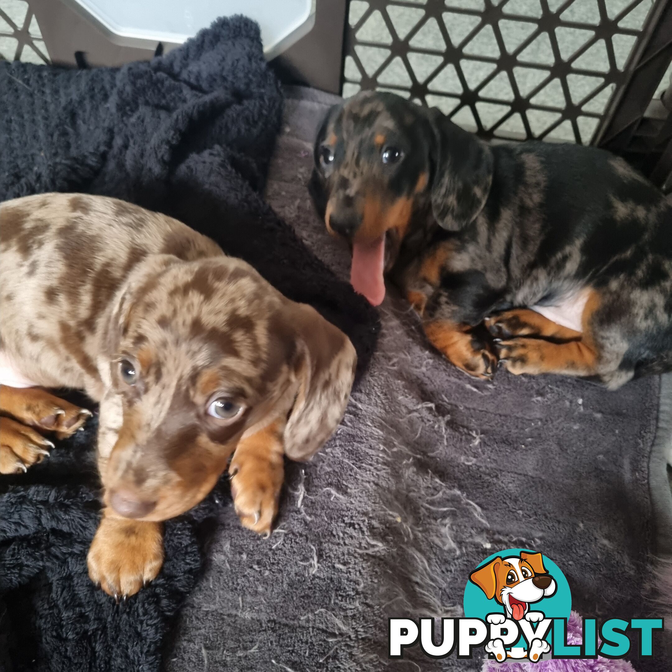 Miniature Dachshunds