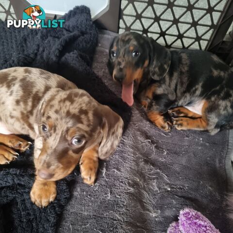 Miniature Dachshunds