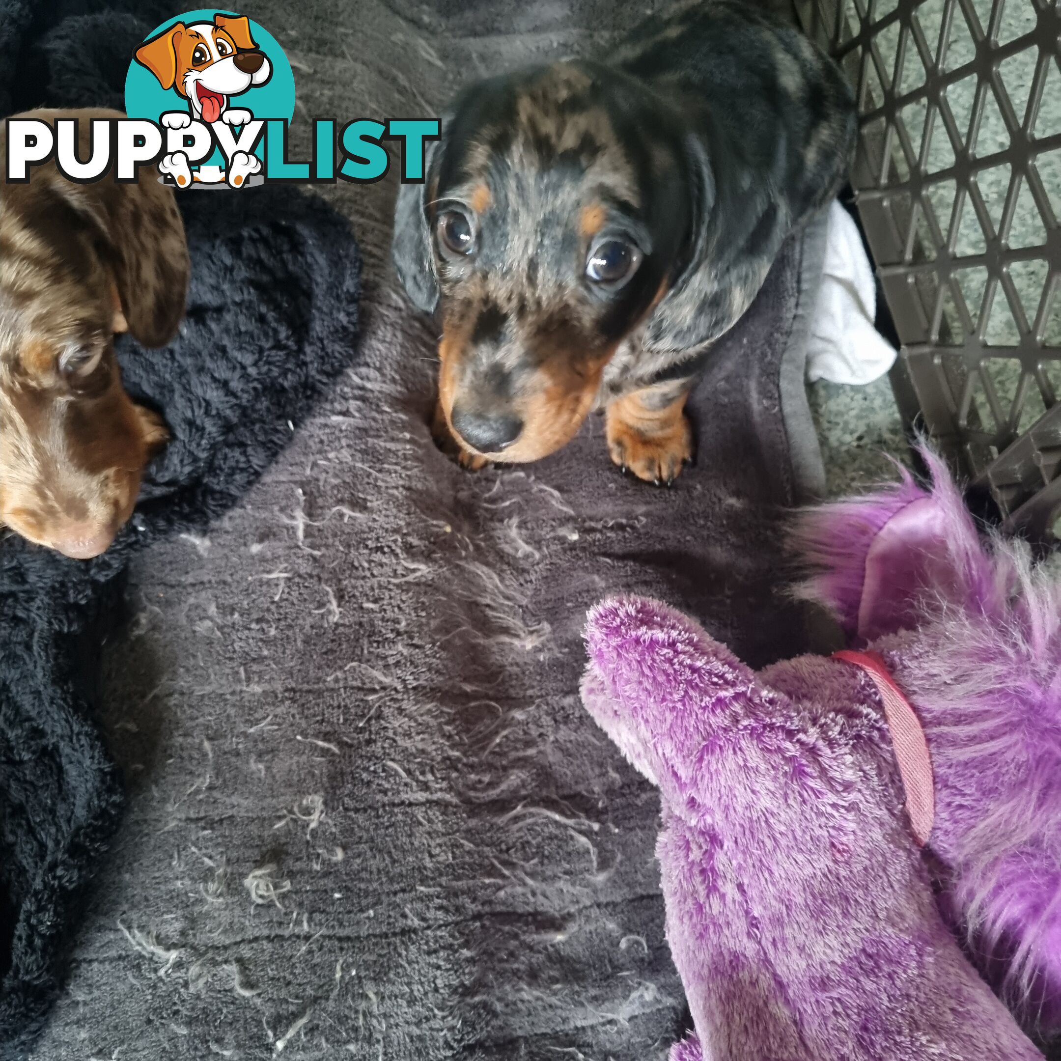 Miniature Dachshunds