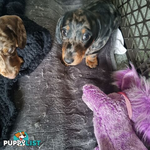 Miniature Dachshunds