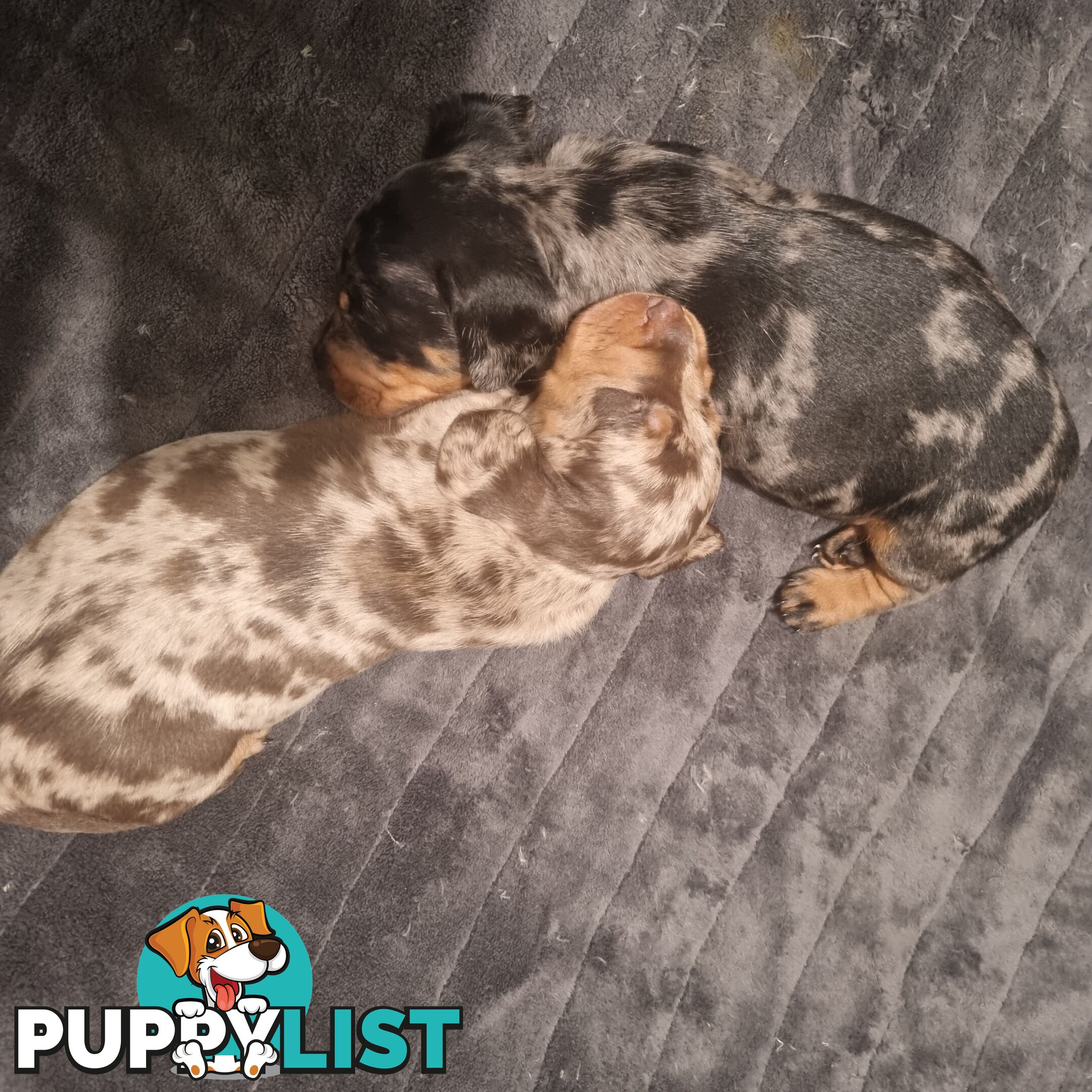 Miniature Dachshunds