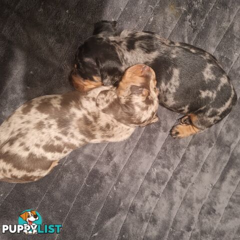 Miniature Dachshunds