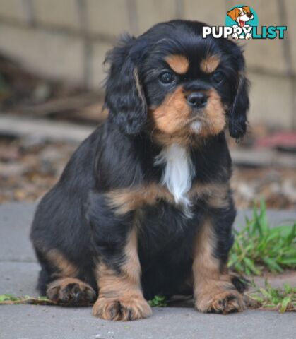 Cavalier King Charles Spaniel Registered Dogs Vic Puppies