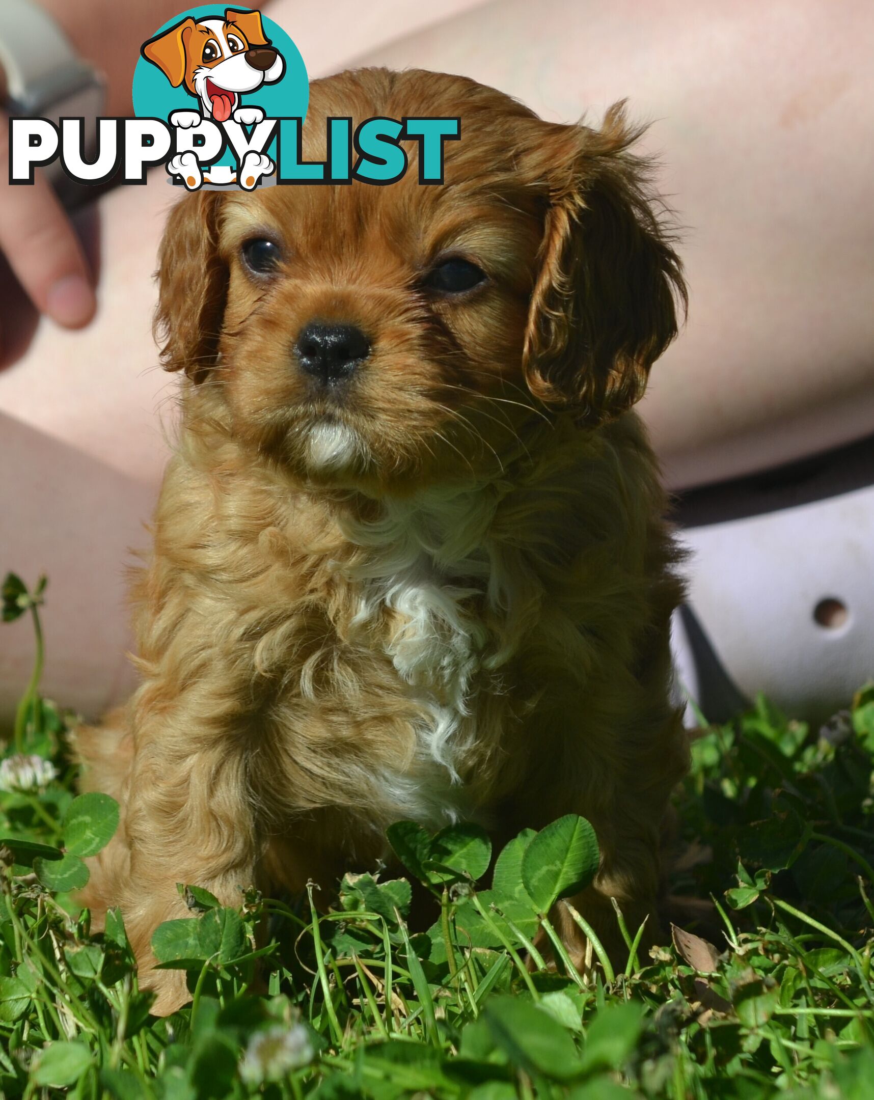 Cavalier King Charles Spaniel Registered Dogs Vic Puppies