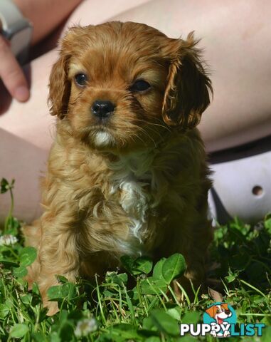 Cavalier King Charles Spaniel Registered Dogs Vic Puppies