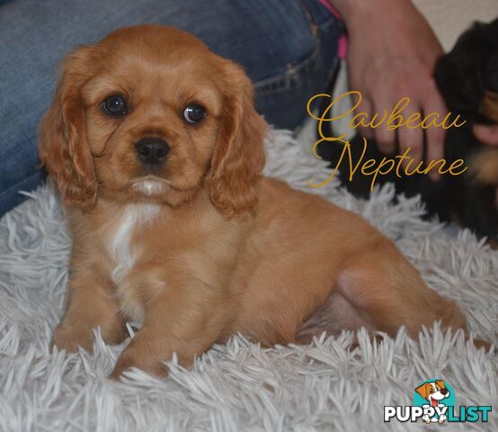 Cavalier King Charles Spaniel Registered Dogs Vic Puppies