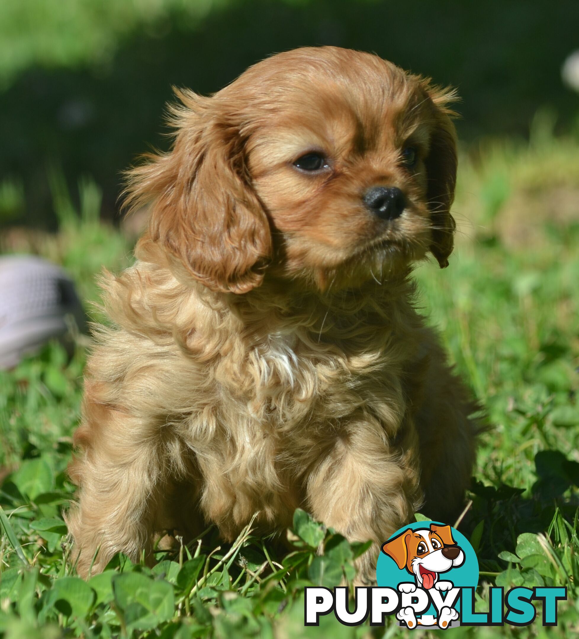 Cavalier King Charles Spaniel Registered Dogs Vic Puppies