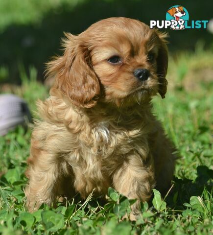 Cavalier King Charles Spaniel Registered Dogs Vic Puppies