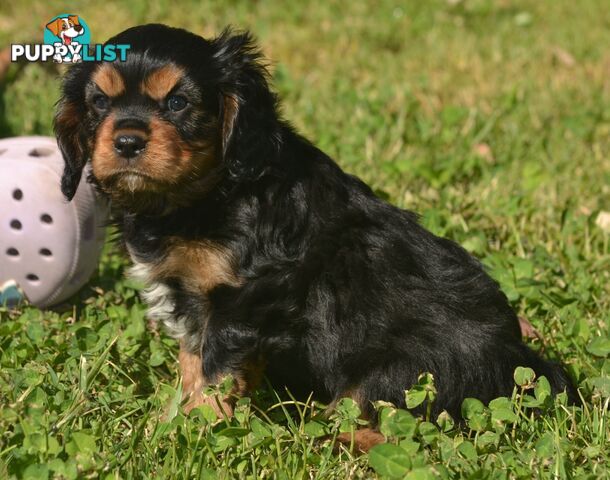 Cavalier King Charles Spaniel Registered Dogs Vic Puppies