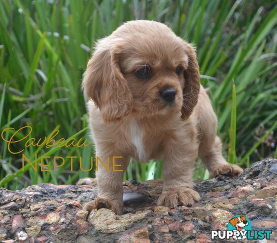 Cavalier King Charles Spaniel Registered Dogs Vic Puppies