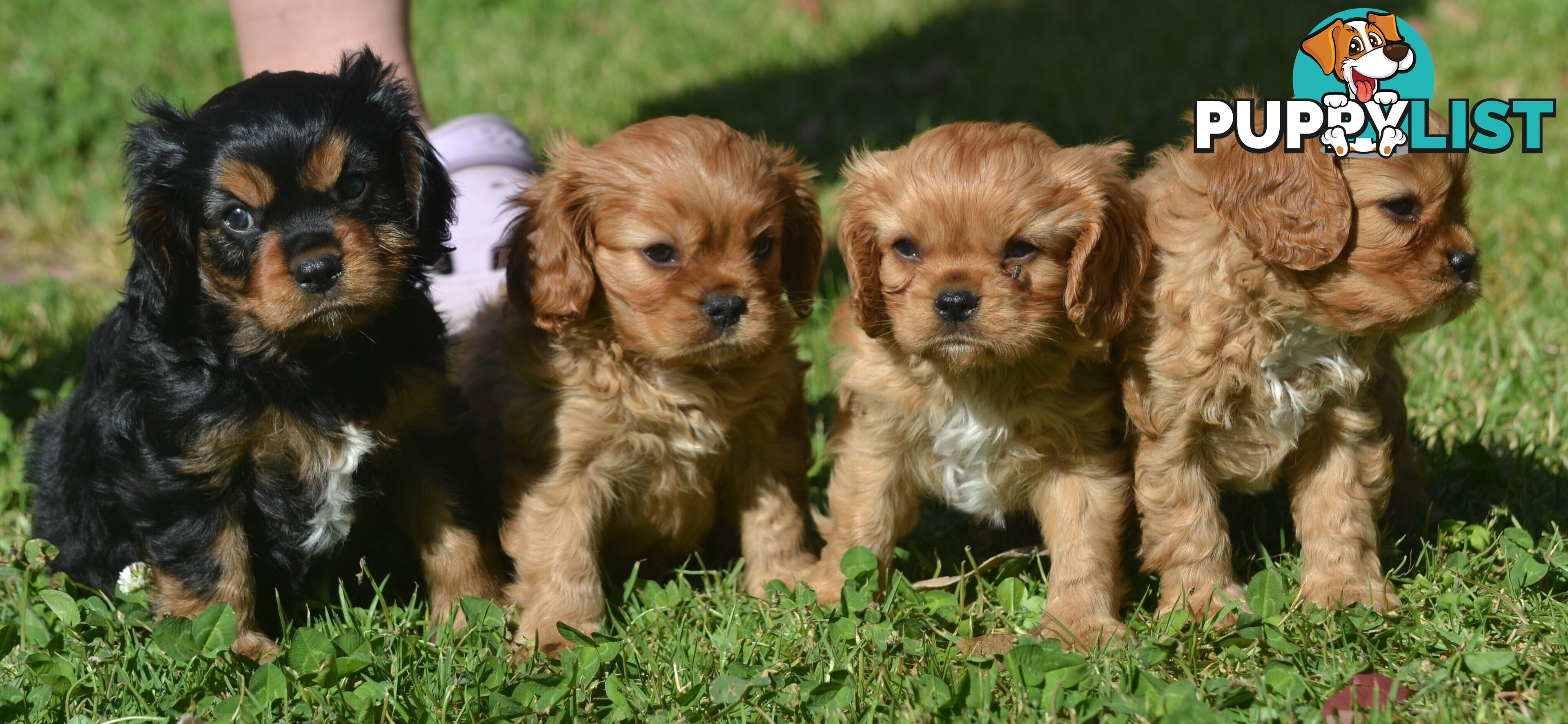 Cavalier King Charles Spaniel Registered Dogs Vic Puppies